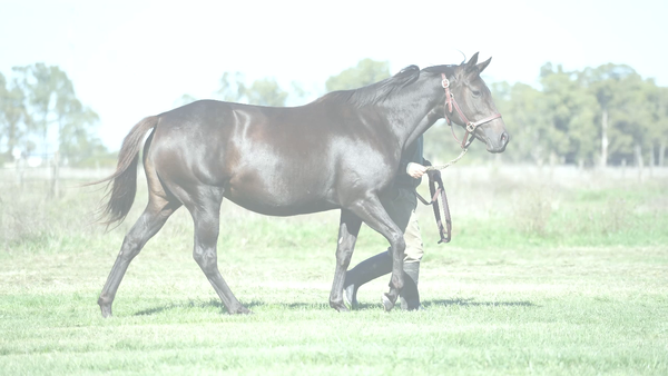 Lote CAPELA JOHAN (CURIOSO JOHAN -  CAPELA THUNDER) Preñez por NICODEMUS
