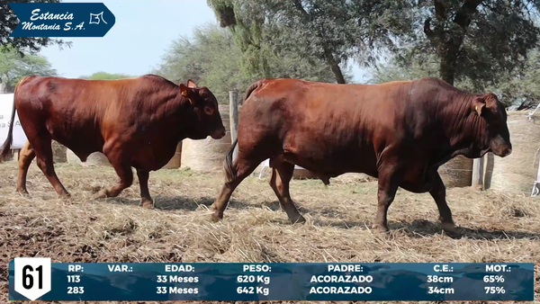 Lote LOTE 61