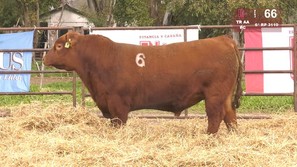 6(*) 3110 — TOROS ANGUS COLORADOS  PC