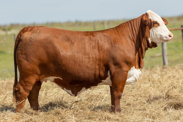 Lote Vaquilla Preñada TE