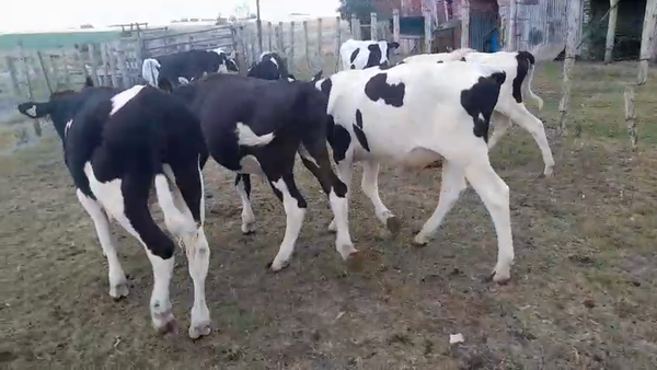 Lote 12 Terneros, San José