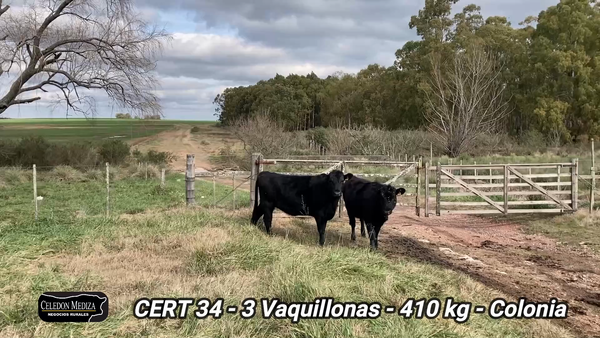 Lote 3 Vaquillonas 1 a 2 años en Colonia
