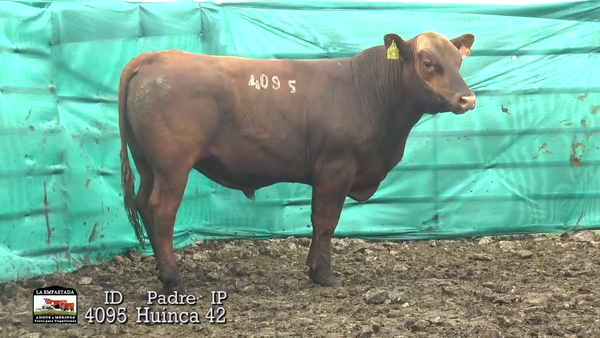 Lote 3 Toros, Durazno