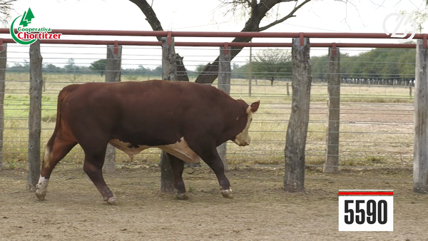 Lote Hereford