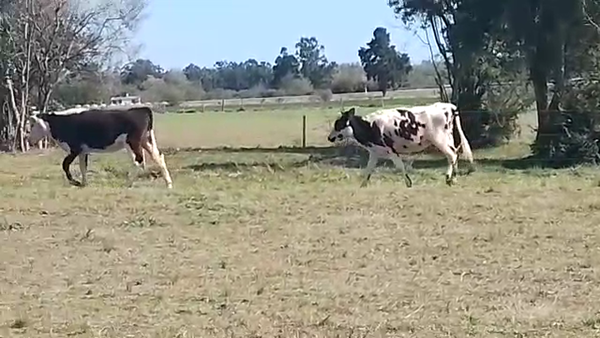 Lote 2 Terneras CRUZA HEREFOD 240kg - , San José