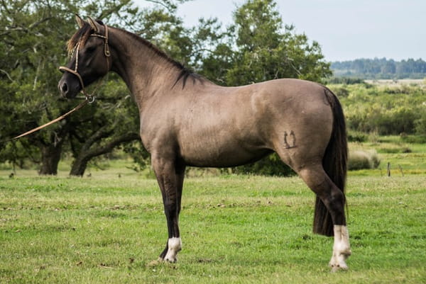 Lote CONSTANCIA REJA 1656