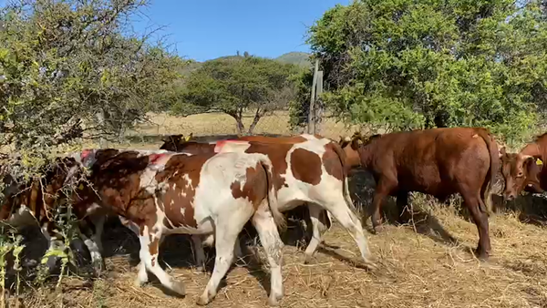 Lote 25 Novillo Engorda en La Ligua, V  Región Valparaíso