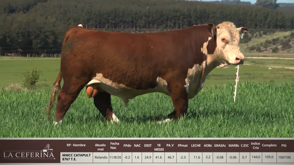 Lote MMCC CATAPULT 8767 T.E.