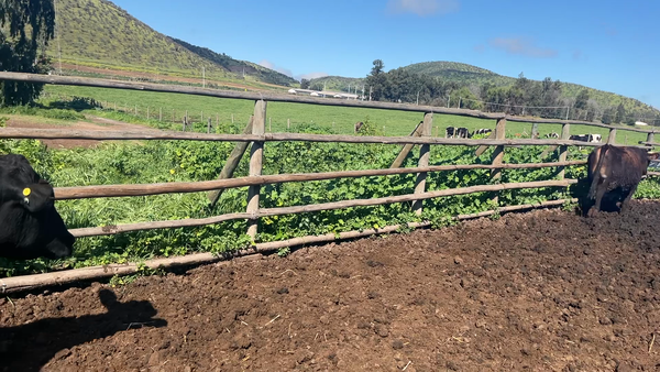 Lote 22 Novillo Gordo en Melipilla, Región Metropolitana
