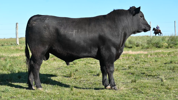 Lote 3 TOROS PEDIGREE 1 AÑO Y 1/2 Y 2 AÑOS