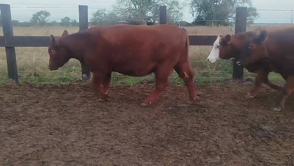 Lote 35 Vientres preñados en Corrientes, Curuzú-Cuatiá