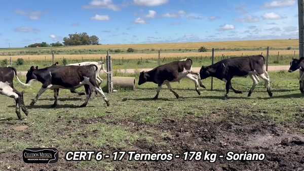 Lote 17 Terneros en José Enrique Rodó, Soriano