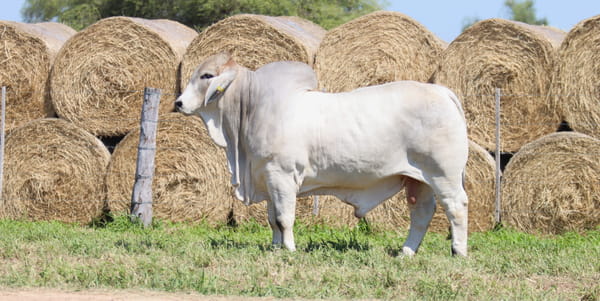 Lote LOTE 59