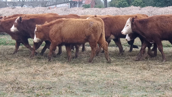 Lote 60 Novillitos en Corrientes, Curuzu Cuatia