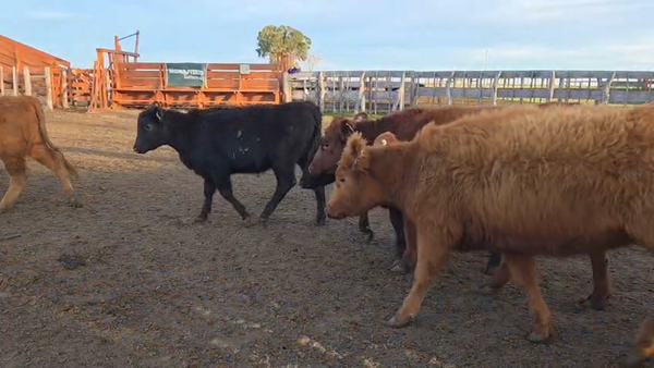 Lote 110 Terneras en Rosario del Tala - ER