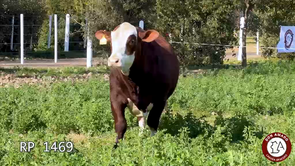 Lote Toros Don Amado
