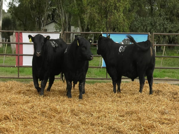 Lote TOROS ANGUS NEGROS PC