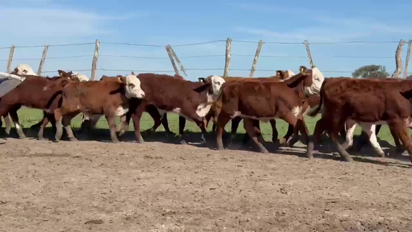 Lote 70 Terneros/as en Corrientes, Monte Caseros