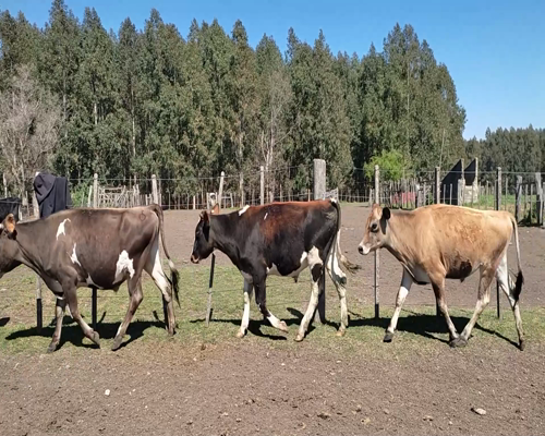 Lote (Vendido)4 Terneros 2 KIWI,  2 JERSEY 230kg - , Colonia