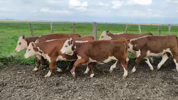Lote 17 Terneras en Entre Ríos, Gualeguay