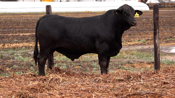 Lote TOROS BRANGUS de El Porvenir