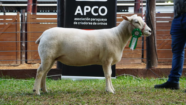 Lote Texel Expo Internacional 2022 - Lote 11