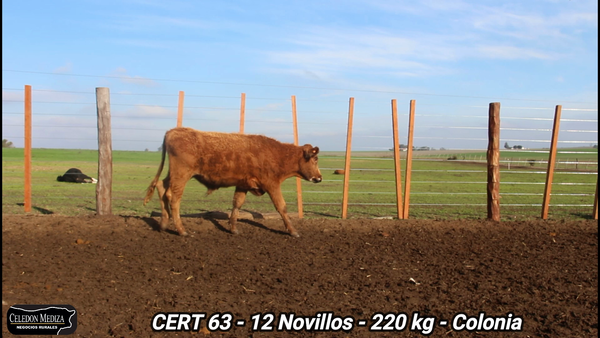 Lote 12 Novillos 1 a 2 años en La Horqueta, Colonia