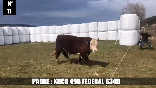 Lote 1 Toro en XI Región Aysén, Coyhaique