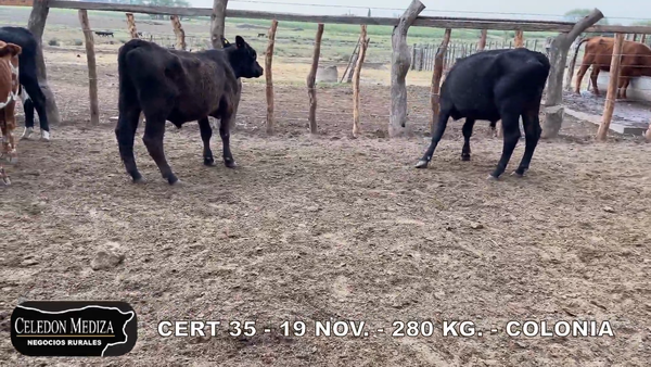 Lote 19 Novillos 1 a 2 años en Colonia