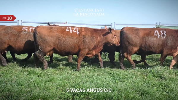 Lote VACAS ANGUS C