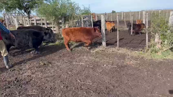 Lote 27 Terneros/as en Chascomús, Buenos Aires