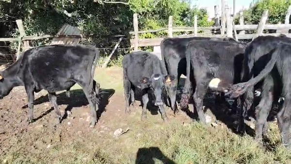 Lote 9 Novillos, San José