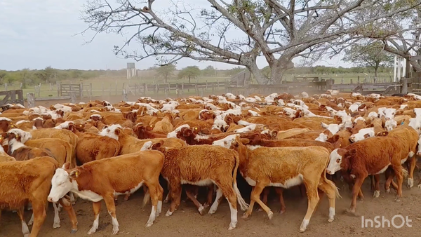 Lote 330 Terneras a término en Corrientes, Mercedes