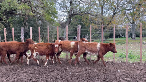 Lote TERNERAS