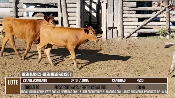 Lote LOTE 38 - 49 DESMAMANTES HEMBRAS Y 21 DESMAMANTES MACHOS CBO 2