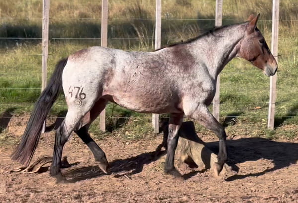 Lote DOÑA DEL CEIBAL