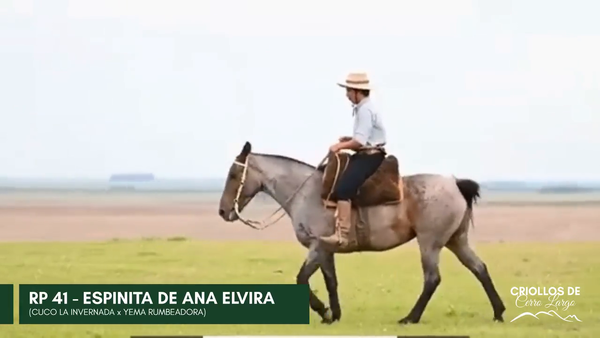 Lote ESPINITA DE ANA ELVIRA
