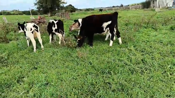 Lote 5 Terneros, San José