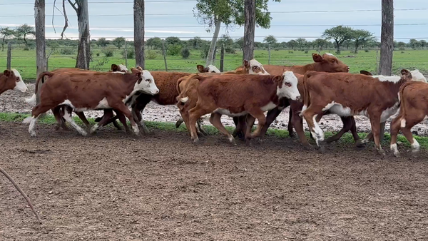 Lote 135 Terneros/as