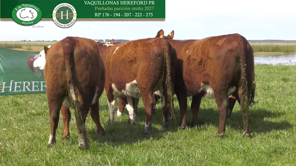Lote Vaquillonas Preñadas P Hereford Puro Registrado