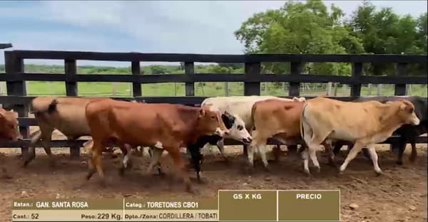 Lote LOTE 15 - 52 TORETONES CBO 1