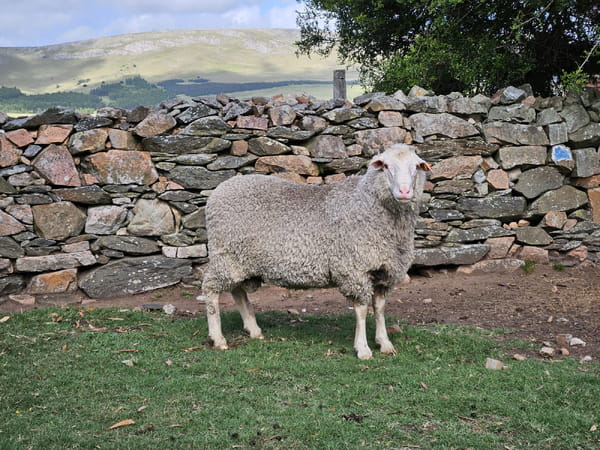 Lote Carneros, Lavalleja