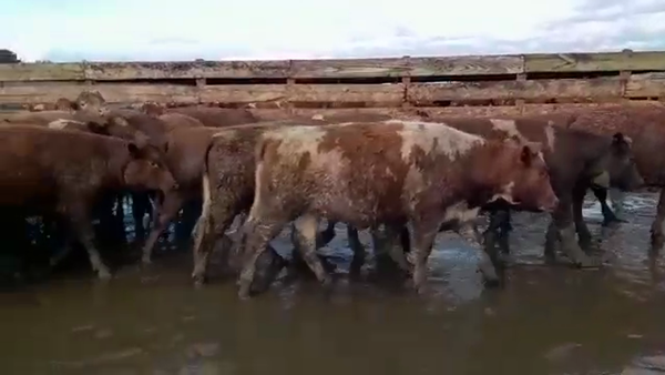 Lote 40 Vaquilla Gorda en Los Ángeles, VIII Región Biobío