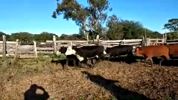 Lote 58 Vaquillonas P/ entorar en Formosa, Formosa