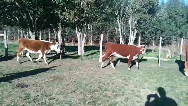 Lote VAQUILLONAS 1 A 2 AÑOS