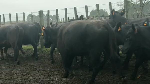 Lote 11 Vacas SA Sosa Dias