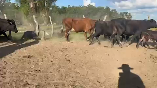 Lote 46 Vacas medio uso C/ cria en Tapebicuá, Corrientes
