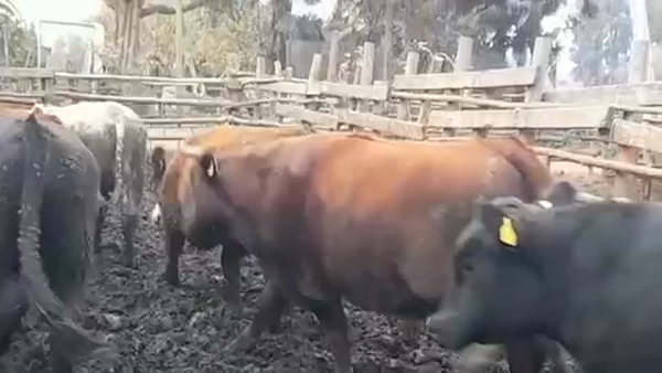 Lote 45 Novillo Gordo en Linares, VII  Región Maule