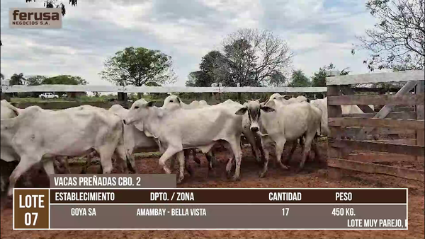 Lote LOTE 7