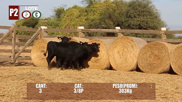 Lote Lote P2 Hembras por Pantalla